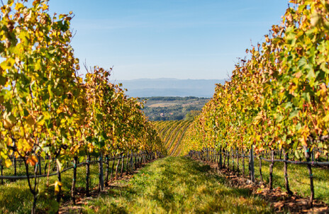 768x500 - Vinarija Doja-01