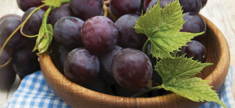 Kardinal grožđe u IDEA prodavnicama