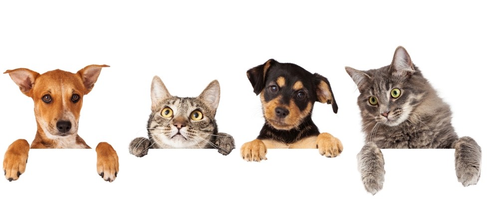 Kupi Pedigree i Whiskas i preuzmi nagradu!