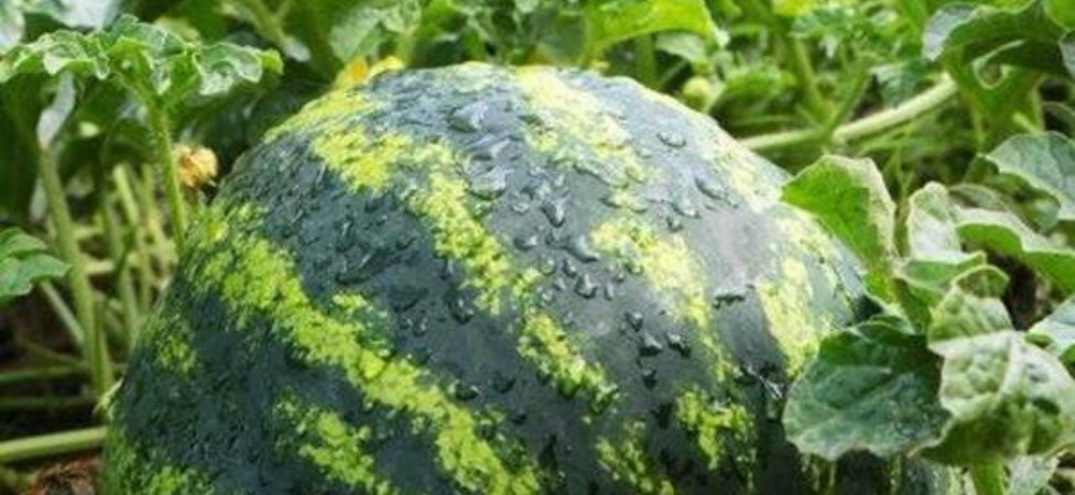 OSVEŽAVAJUĆA LUBENICA