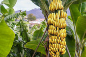 Sjajna ponuda organskih banana iz Ekvadora
